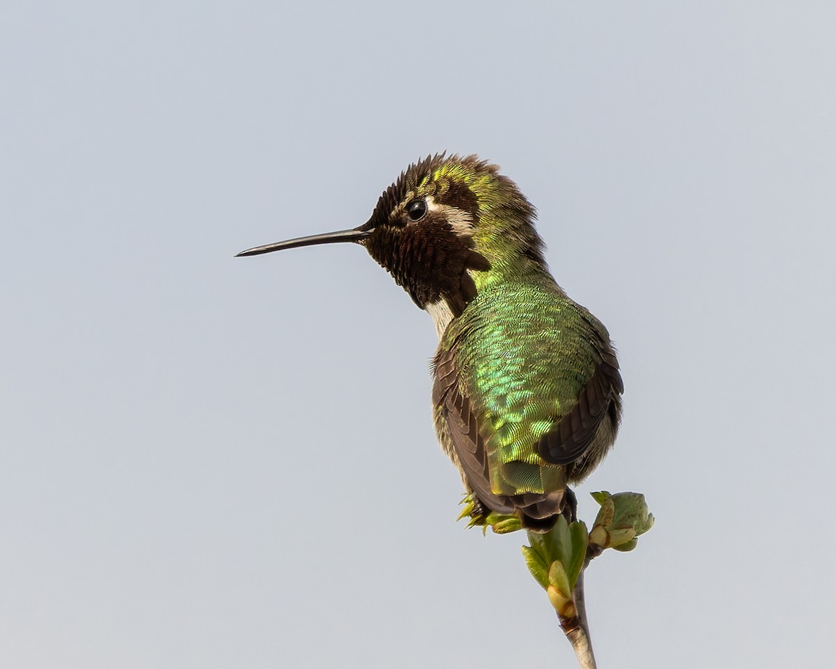 Colibrí de Anna - ML639724410