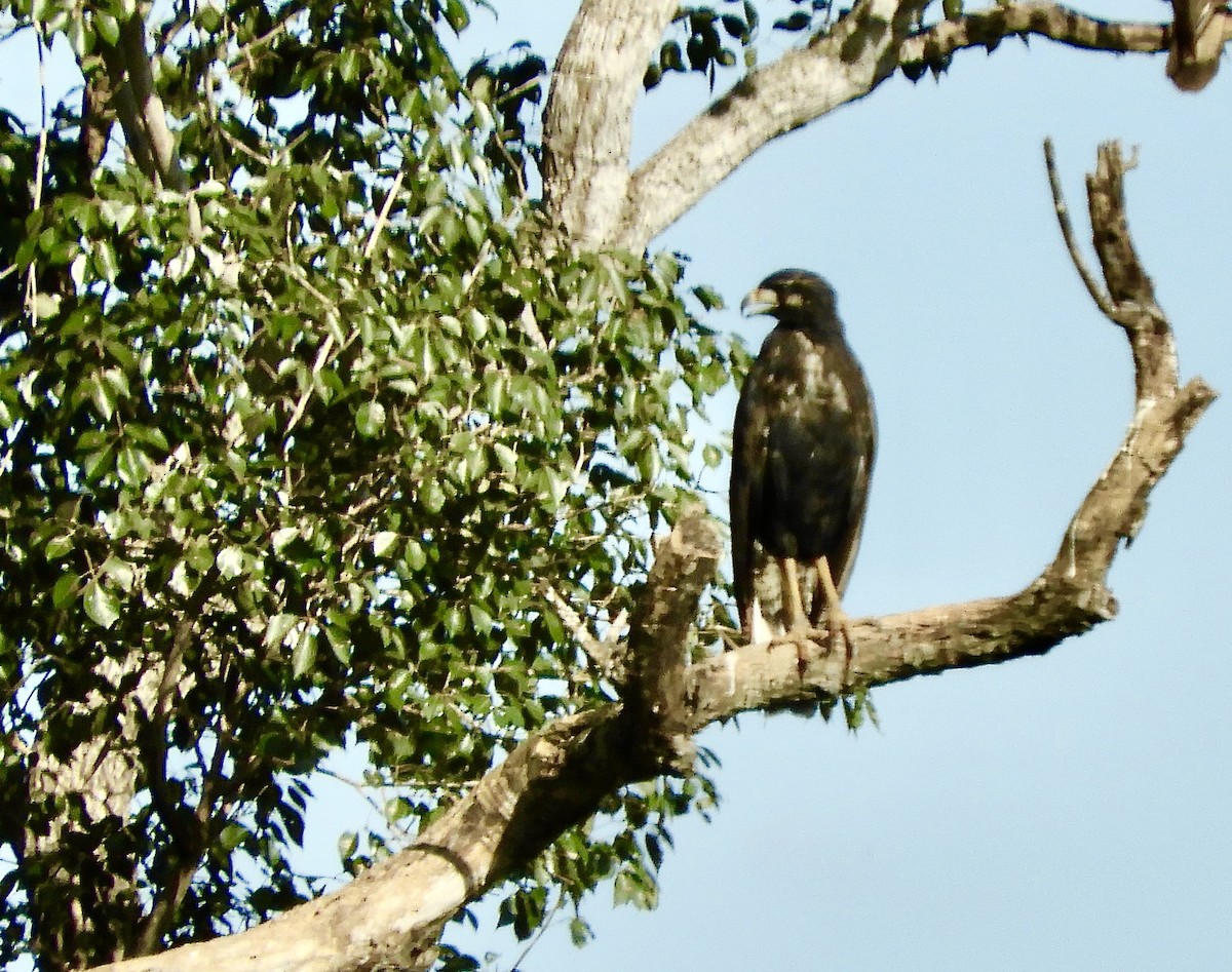 Busardo Urubitinga (urubitinga) - ML639724412