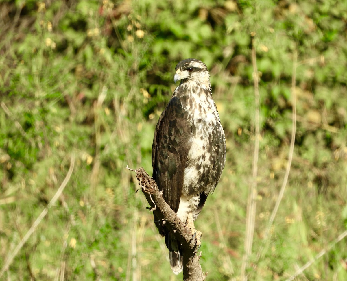 Busardo Urubitinga (urubitinga) - ML639724413