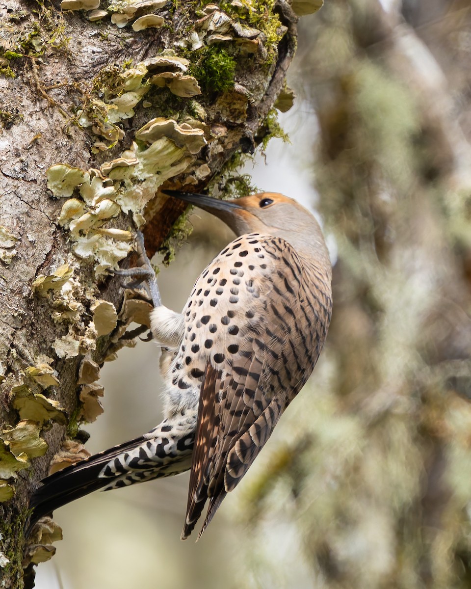 Carpintero Escapulario - ML639724419
