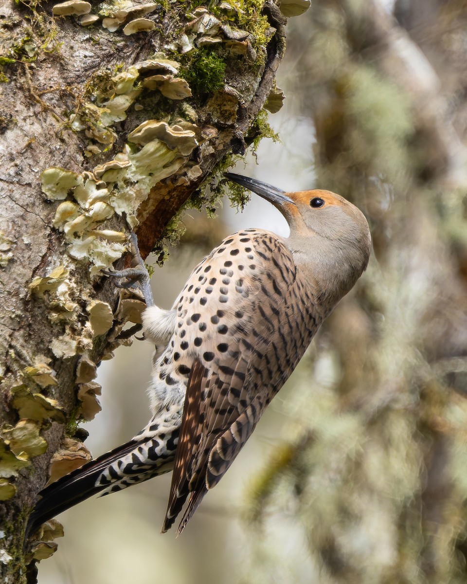 Carpintero Escapulario - ML639724420