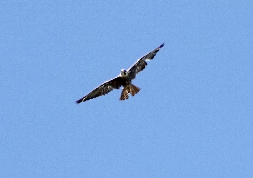 Halcón Peregrino - ML639724433