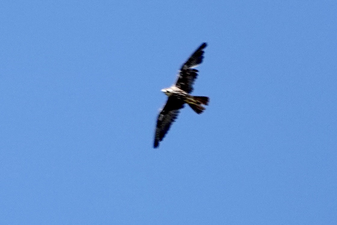 Halcón Peregrino - ML639724434