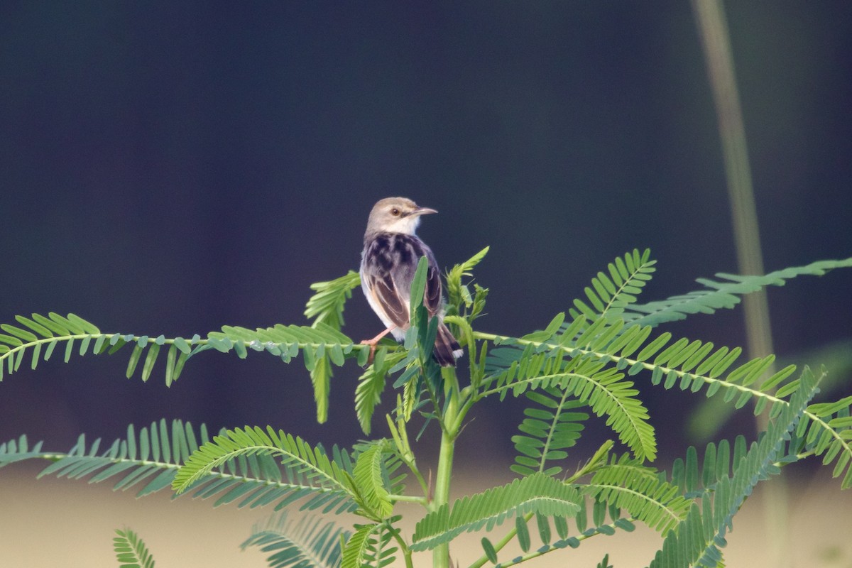 Rufous-winged Cisticola - ML639724506
