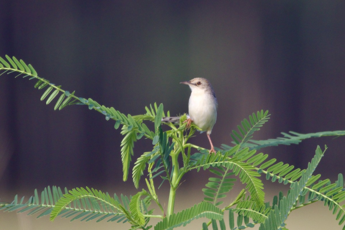 Rufous-winged Cisticola - ML639724507