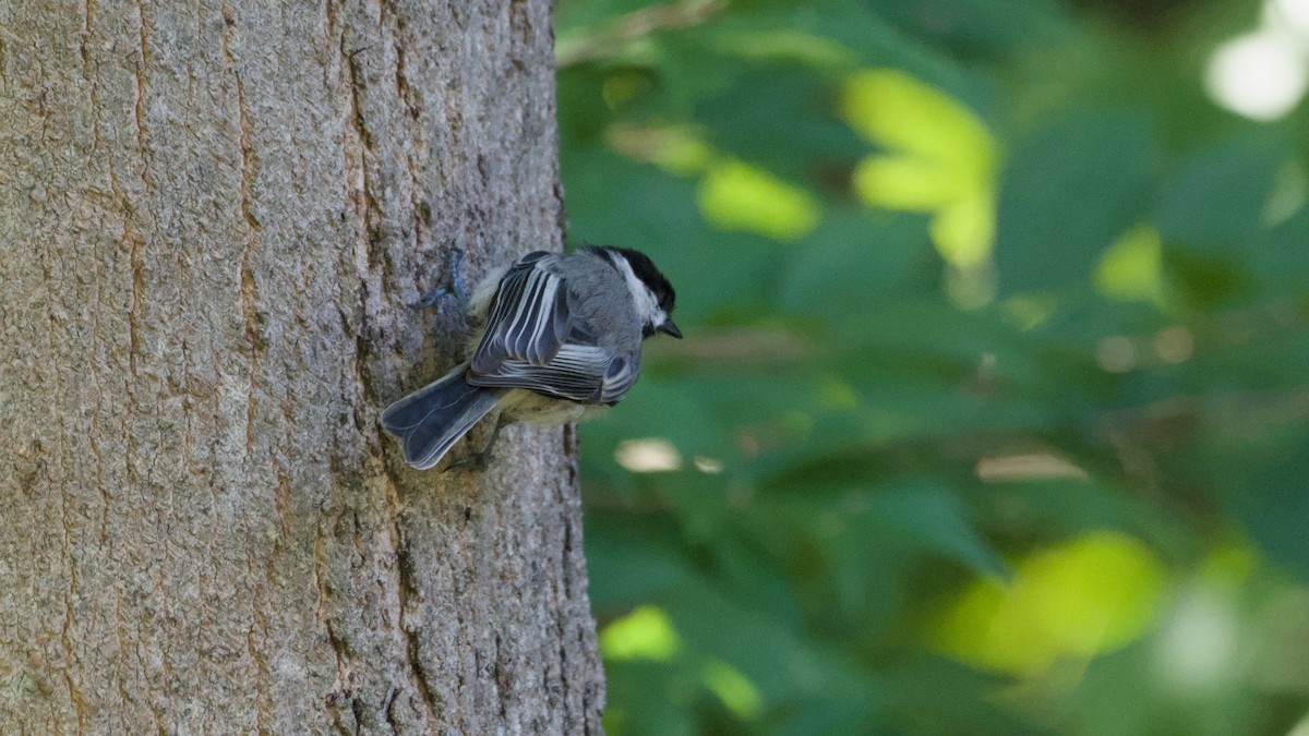 Black-capped Chickadee - ML639724547