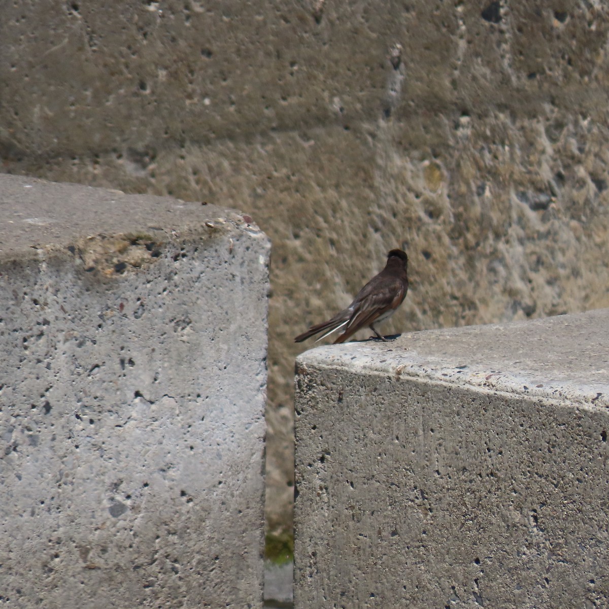 Black Phoebe - ML639724549
