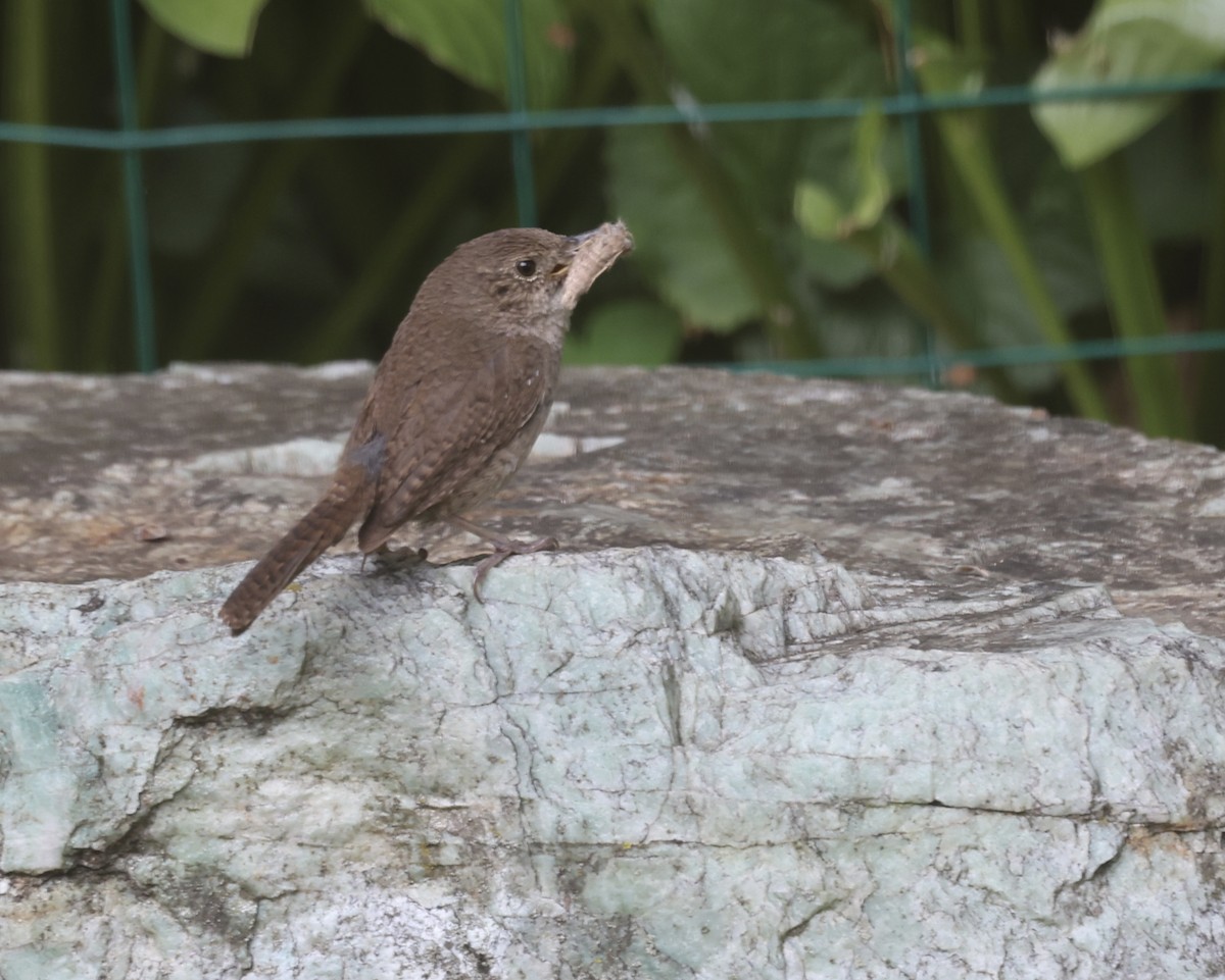 Northern House Wren - ML639724551
