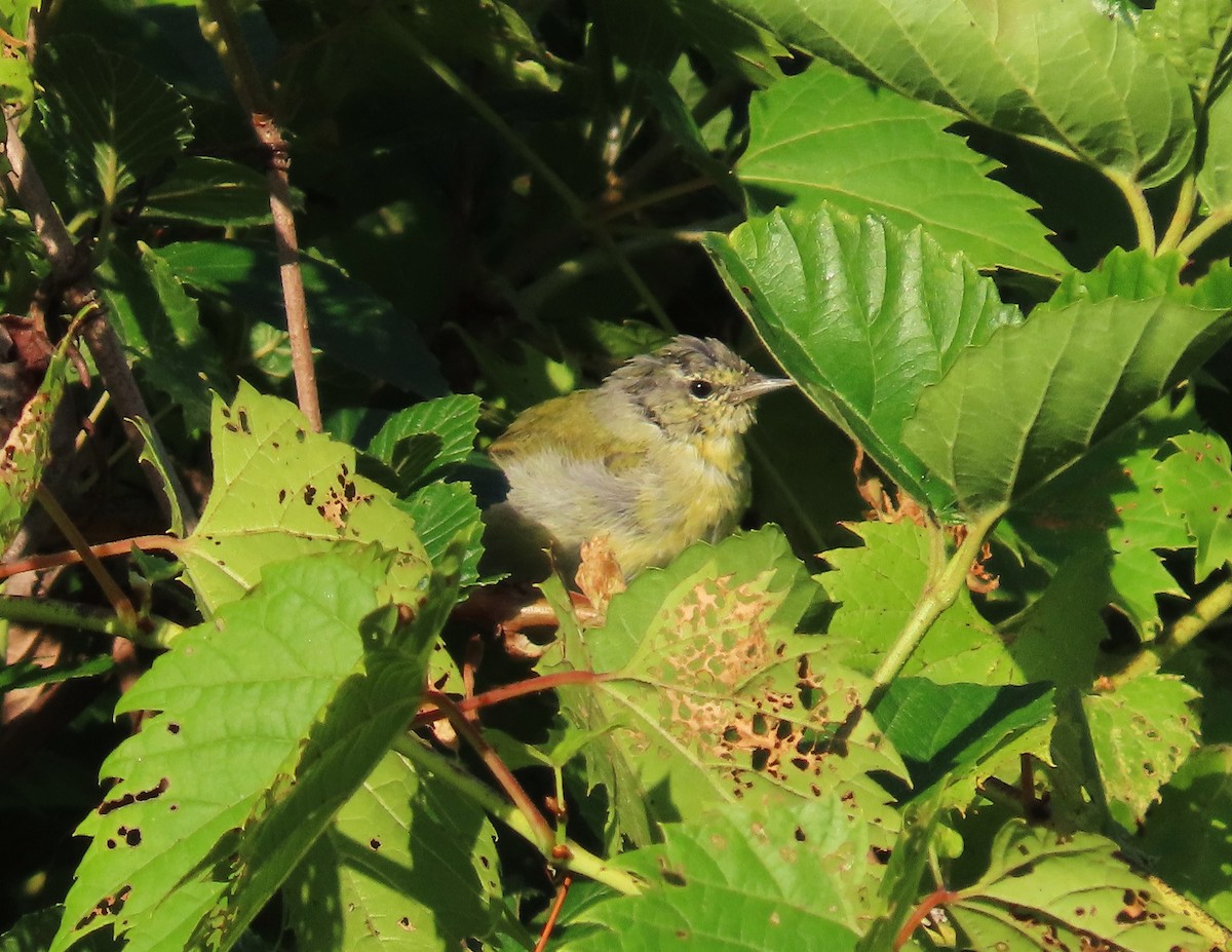 Tennessee Warbler - ML639724554