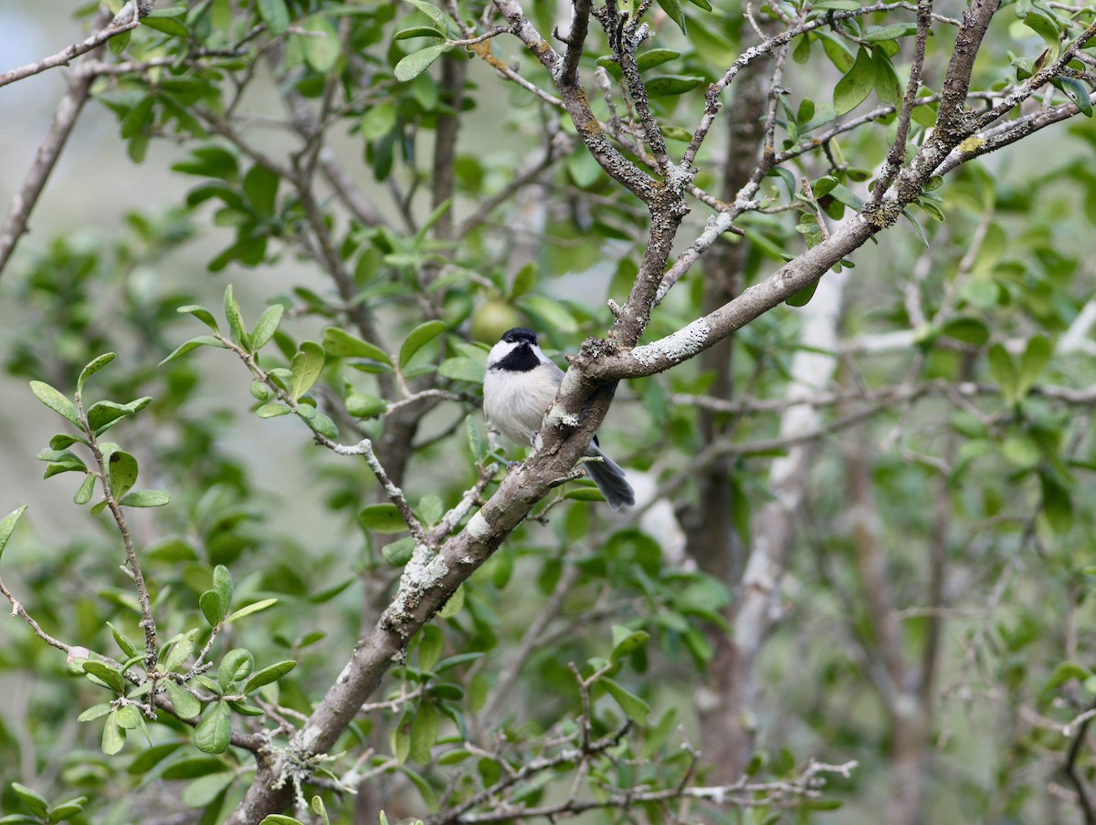 Carolina Chickadee - ML639724555