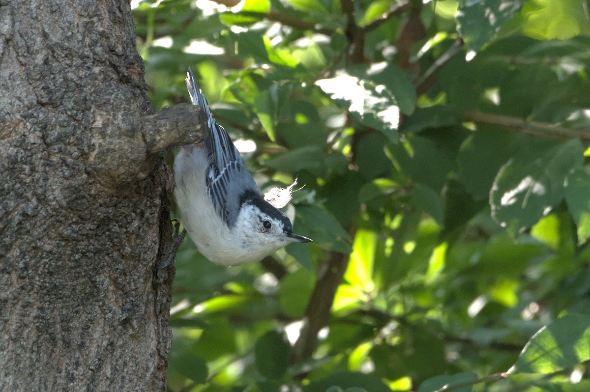 White-breasted Nuthatch - ML639724556