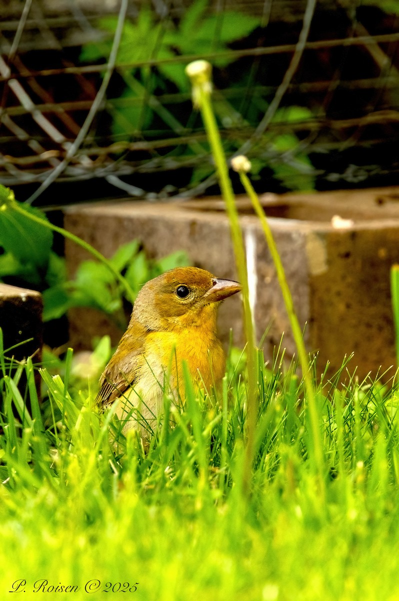 Summer Tanager - ML639724562