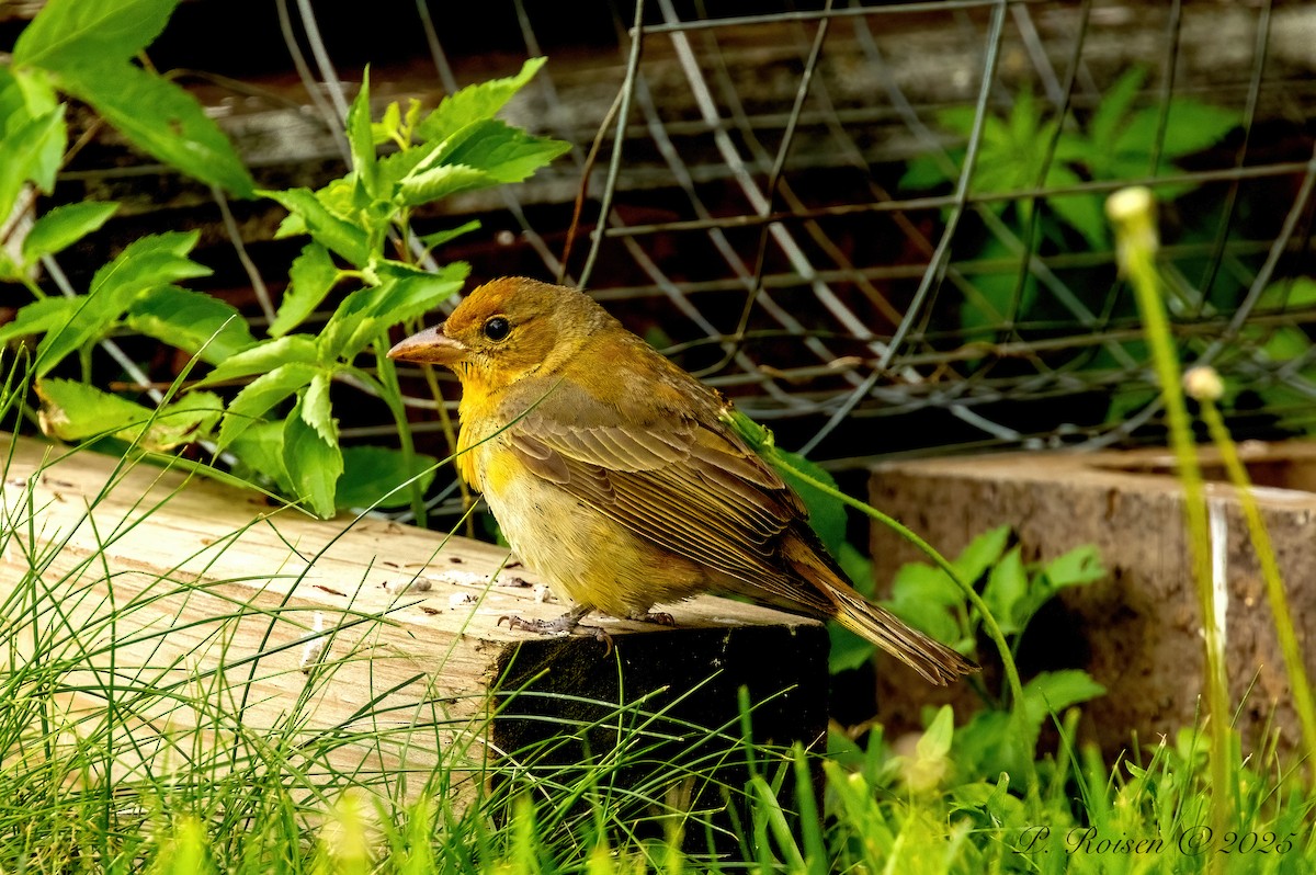 Summer Tanager - ML639724563