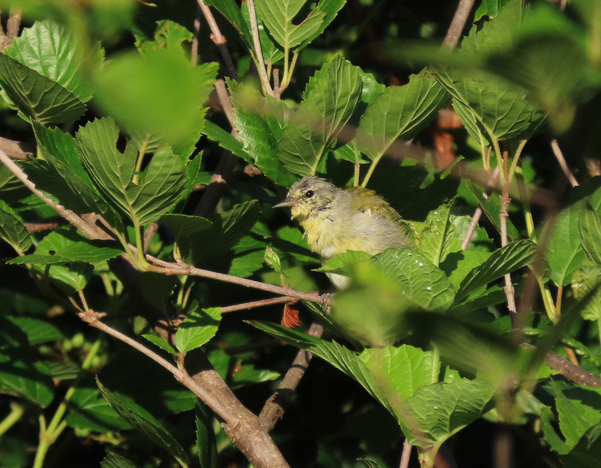 Tennessee Warbler - ML639724564