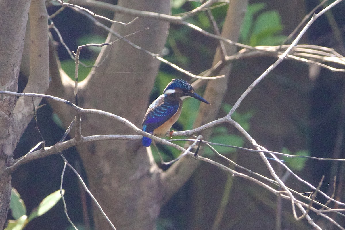 Half-collared Kingfisher - ML639724565