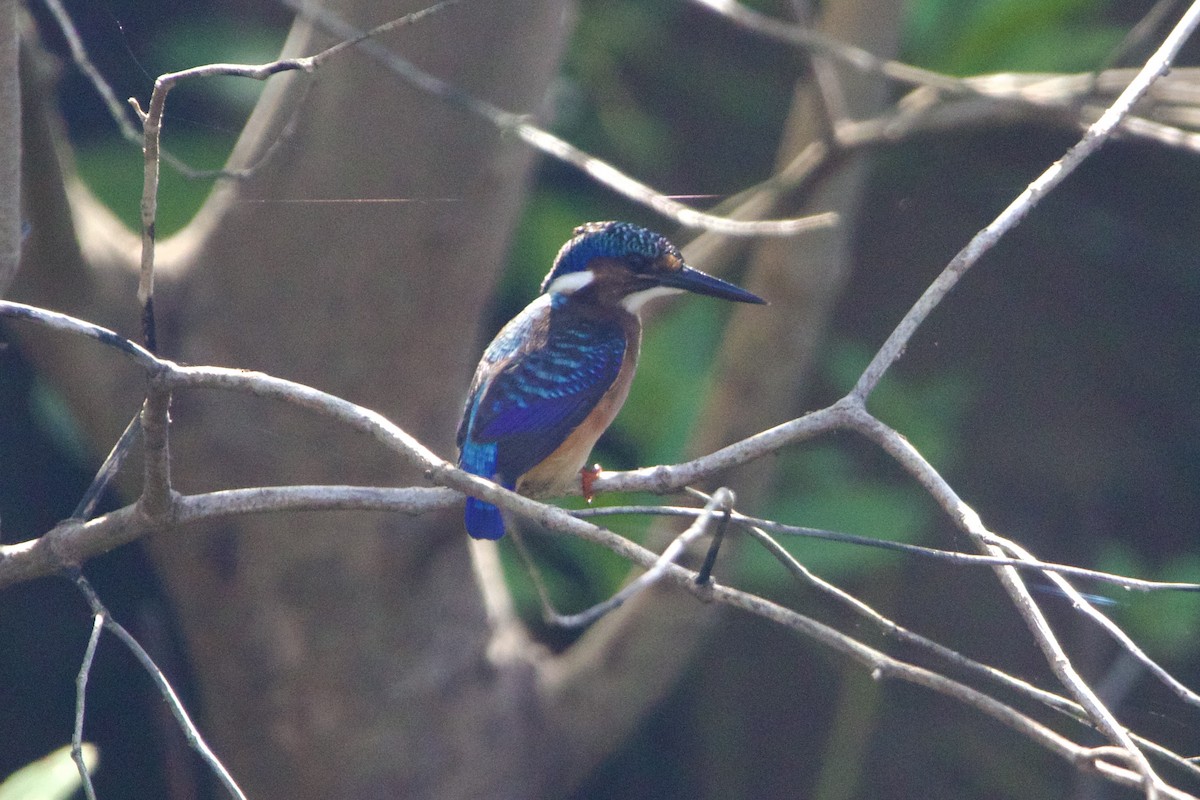 Half-collared Kingfisher - ML639724566