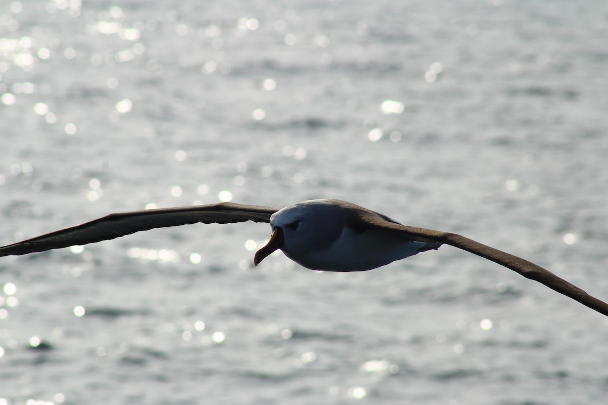 Atlantic Yellow-nosed Albatross - ML639724567