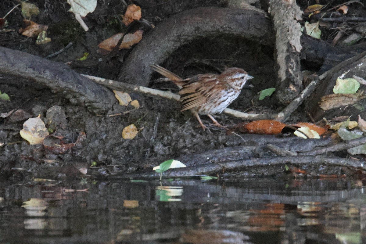 Song Sparrow - ML639724569