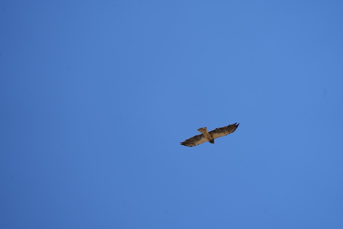 Swainson's Hawk - ML639724627
