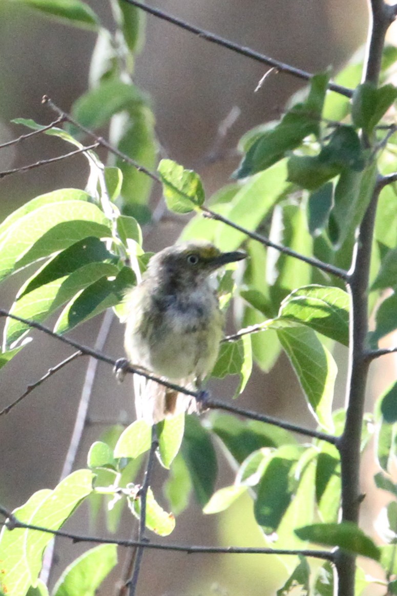 White-eyed Vireo - ML639724653