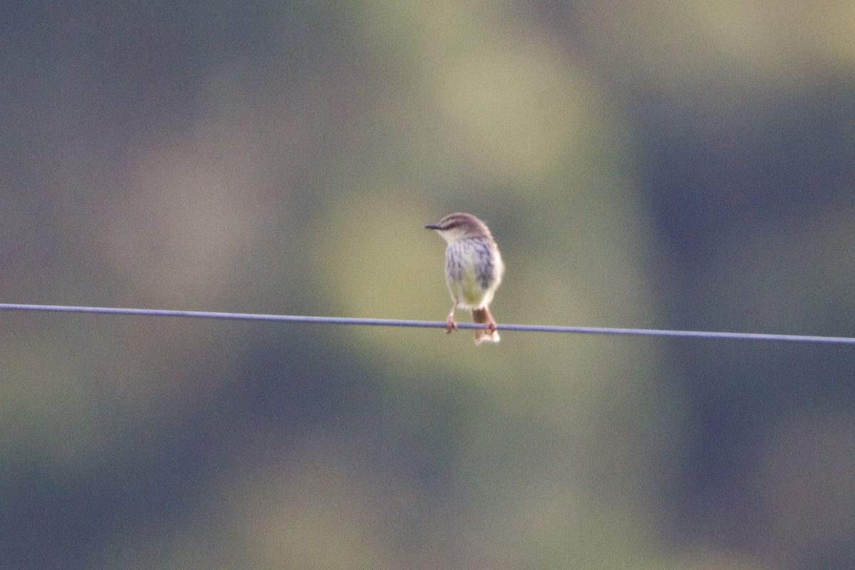 Drakensberg Prinia - ML639724741
