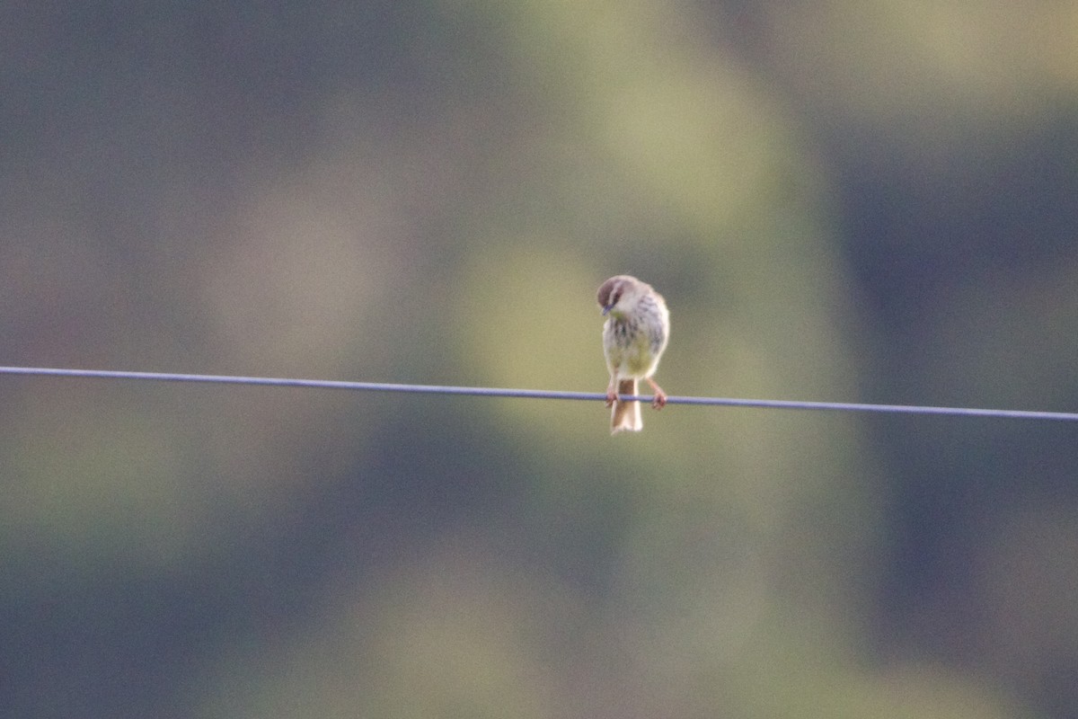 Drakensberg Prinia - ML639724742