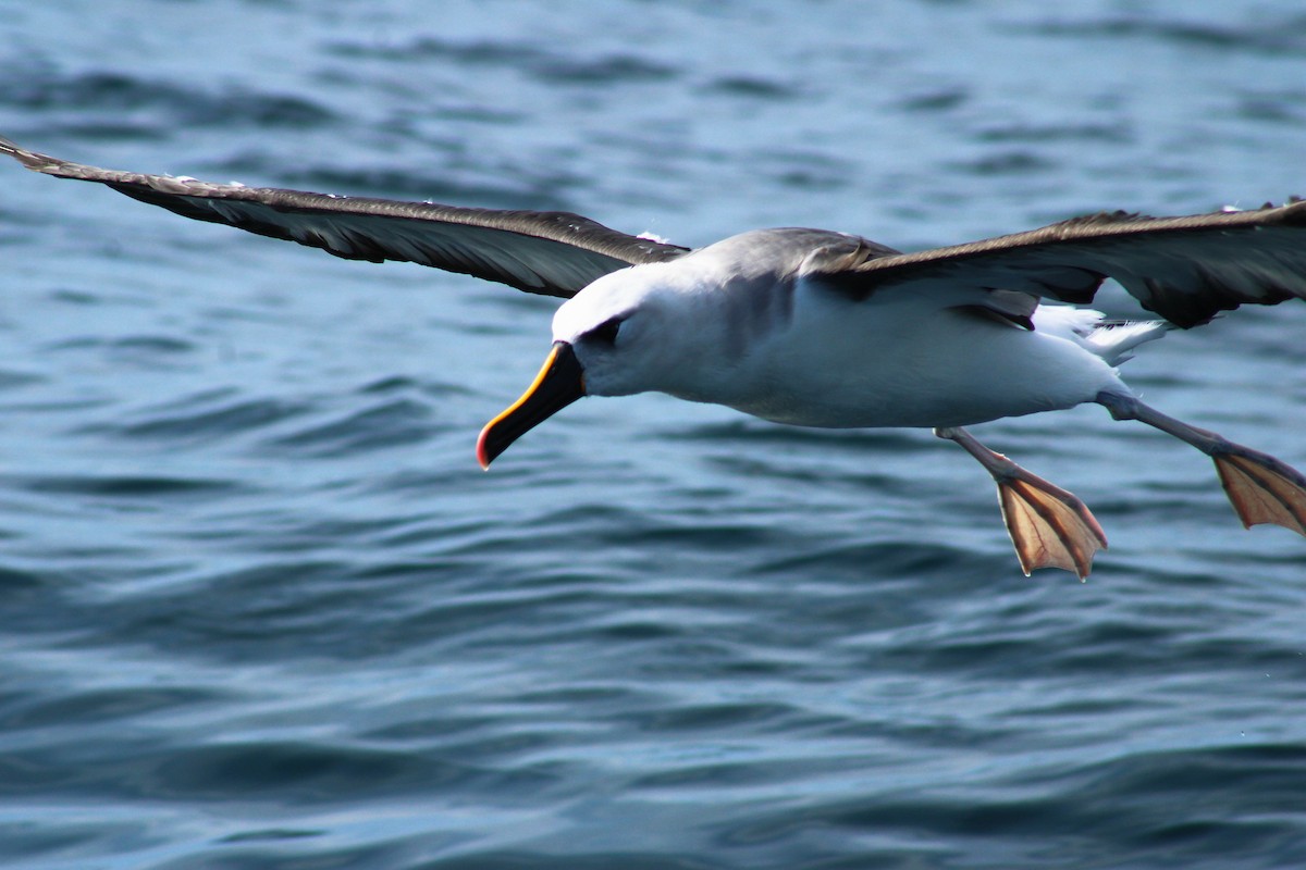 Atlantic Yellow-nosed Albatross - ML639724750
