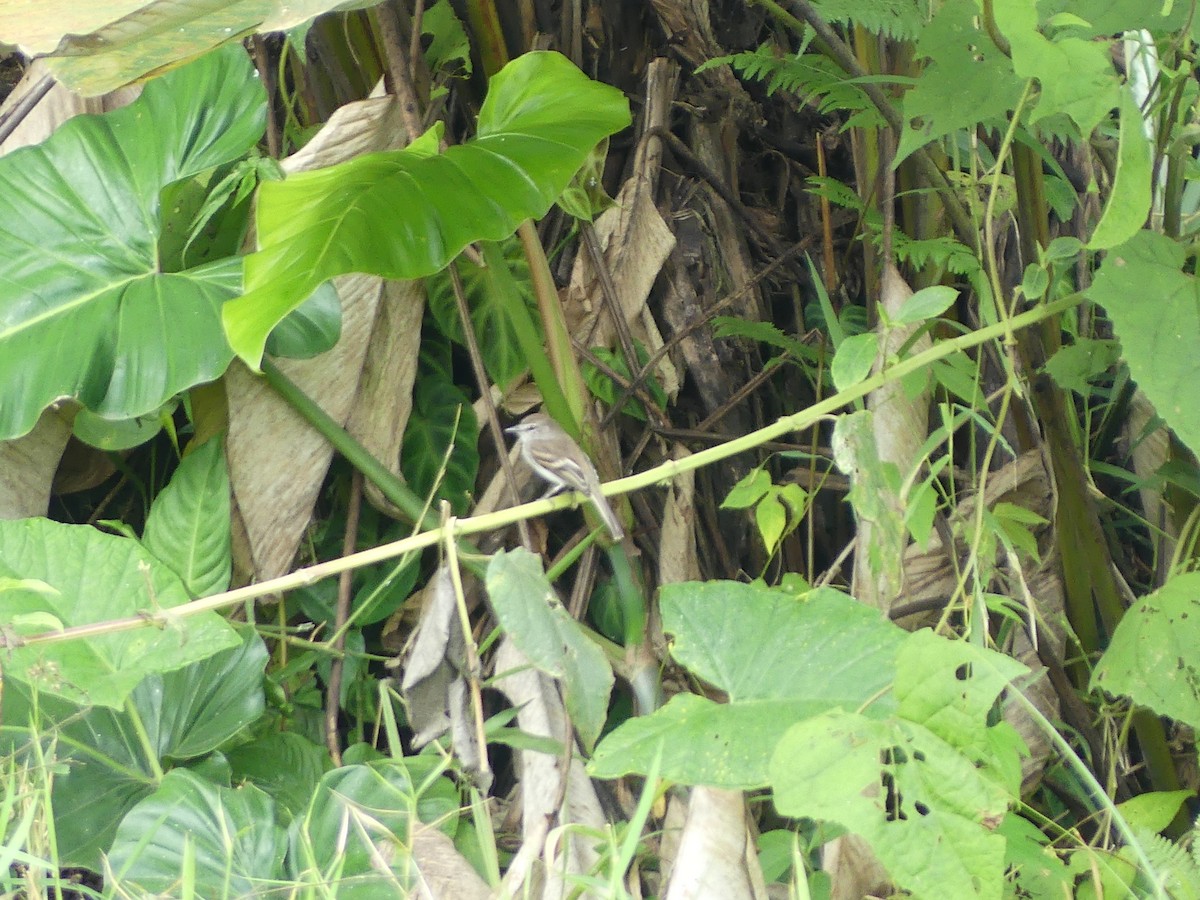 Mouse-gray Flycatcher - ML639724804