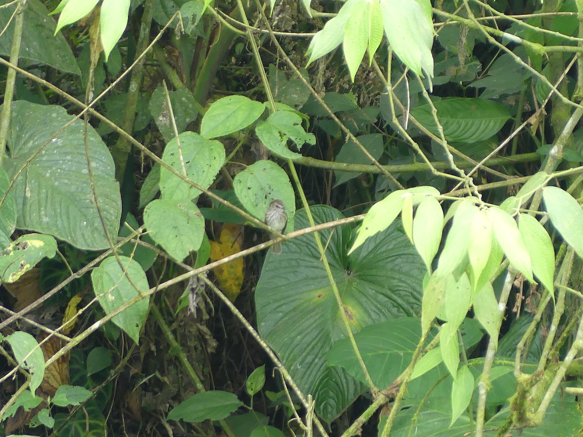 Mouse-gray Flycatcher - ML639724805