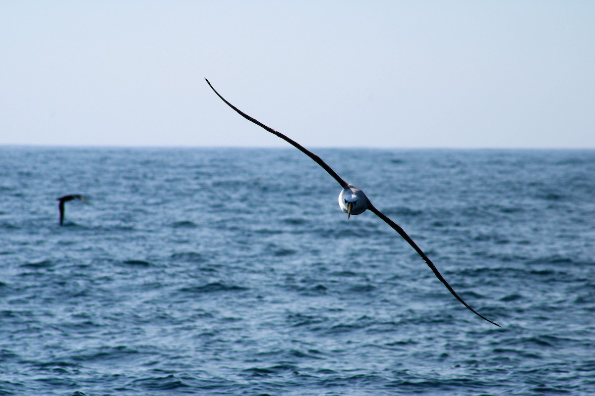 Atlantic Yellow-nosed Albatross - ML639724816