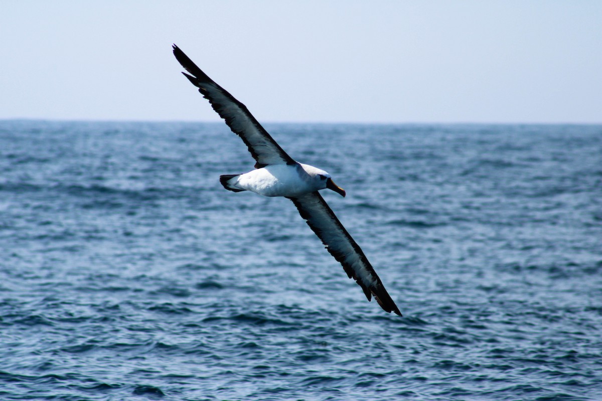 Atlantic Yellow-nosed Albatross - ML639724823