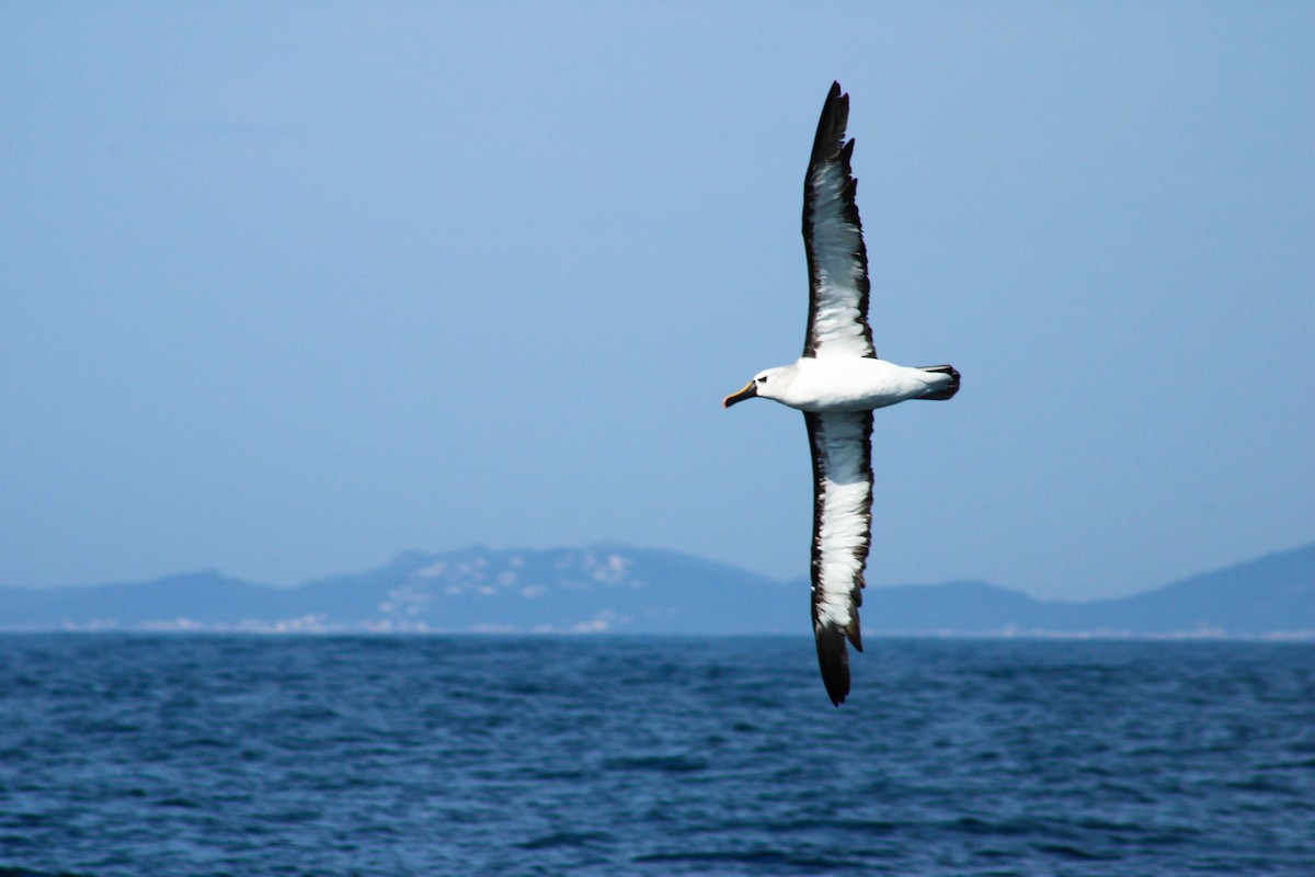 Atlantic Yellow-nosed Albatross - ML639724829