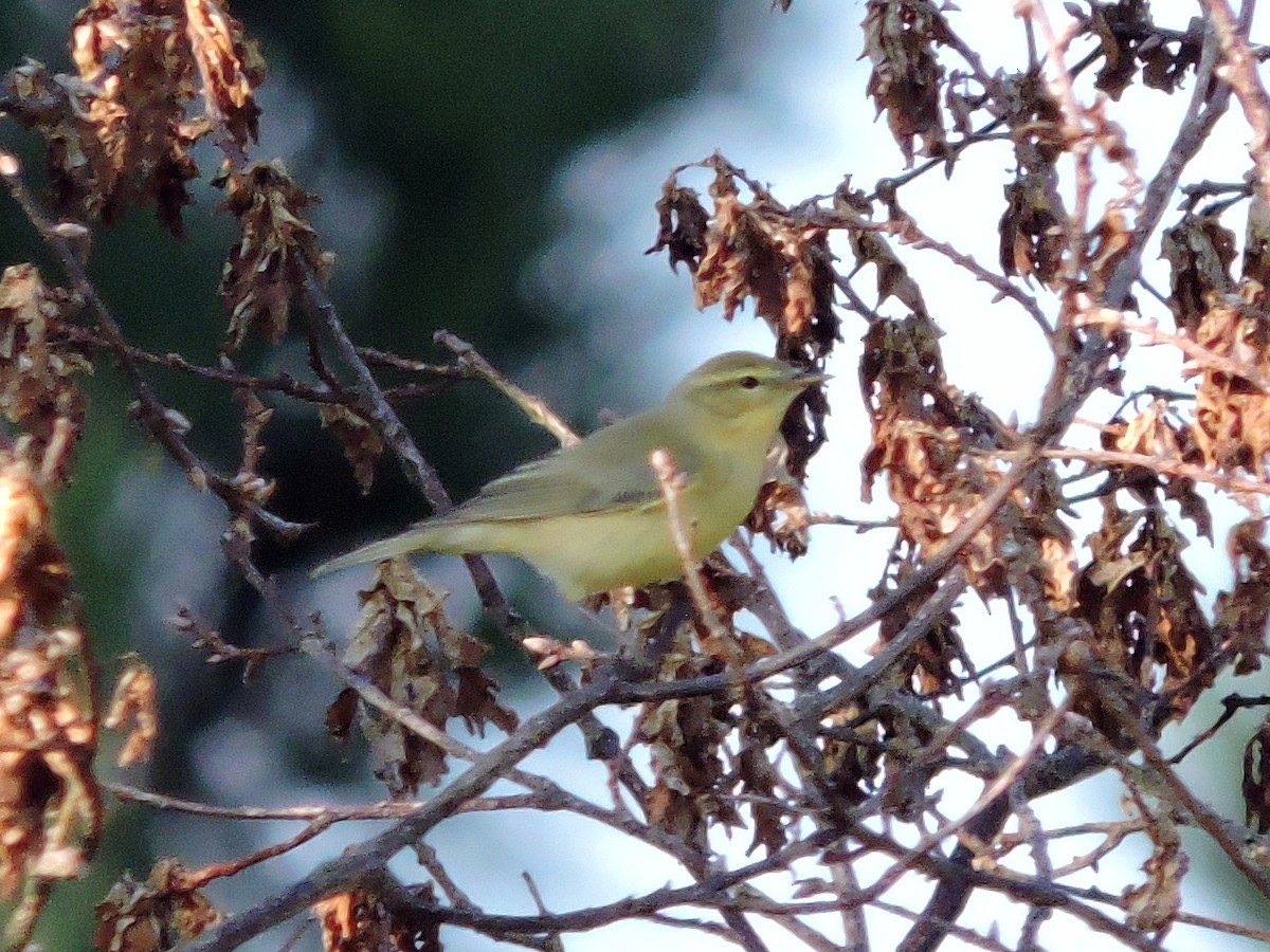 Willow Warbler - ML639724850
