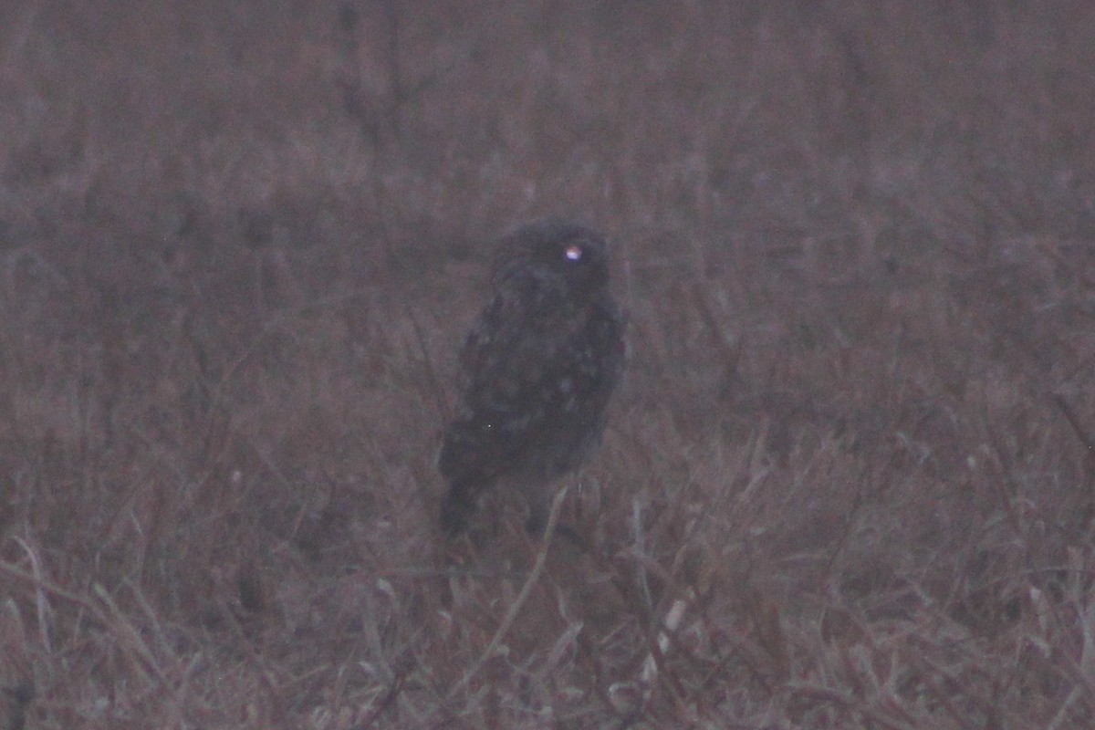 Little Owl - ML639724869