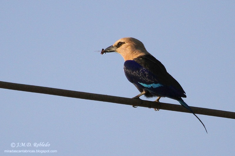 Blue-bellied Roller - ML639724890