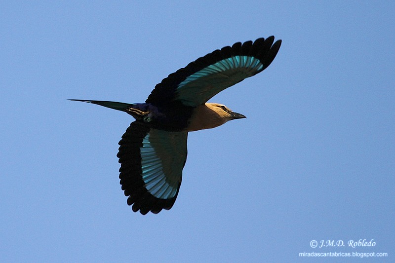 Blue-bellied Roller - ML639724891