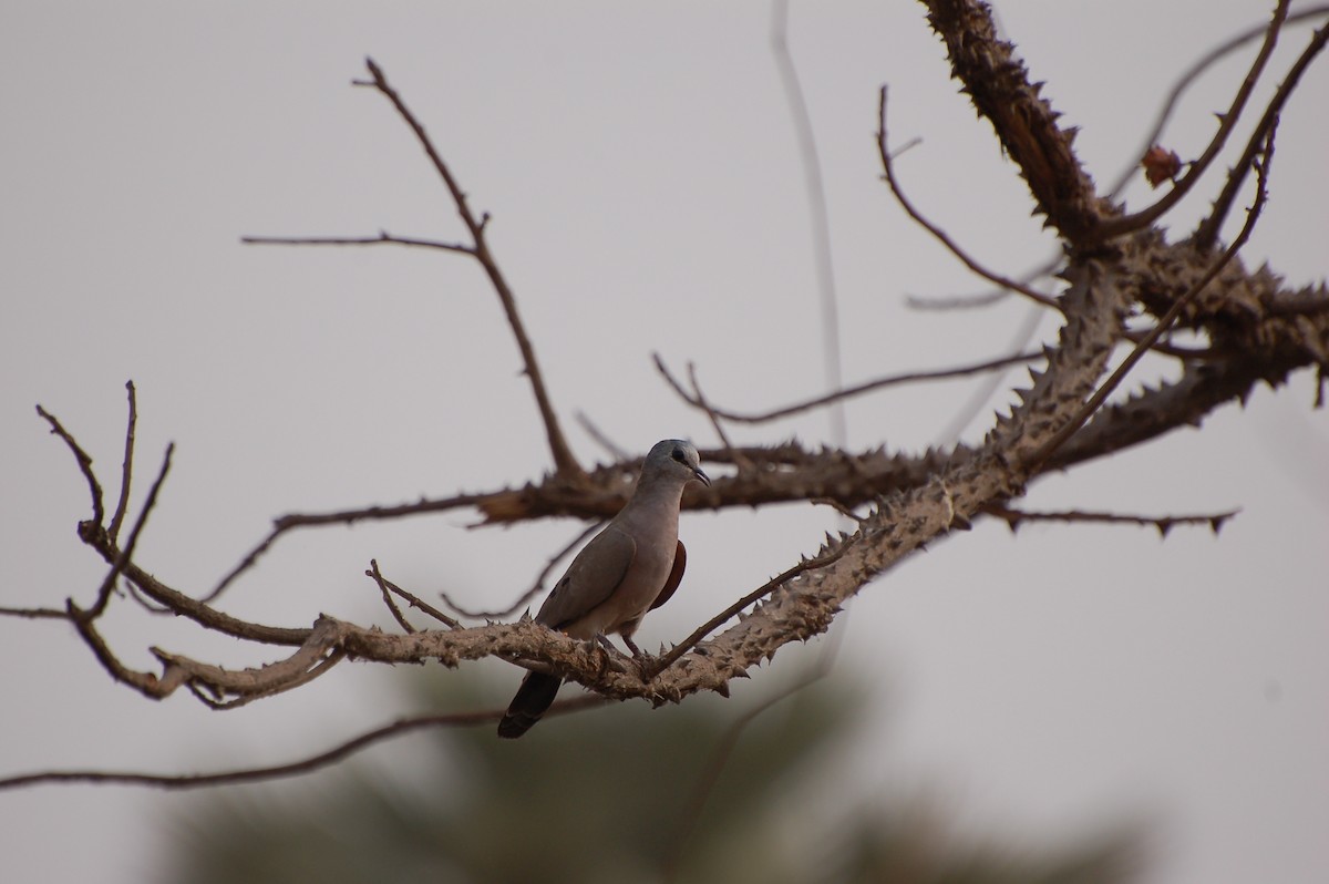 Black-billed Wood-Dove - ML639724997
