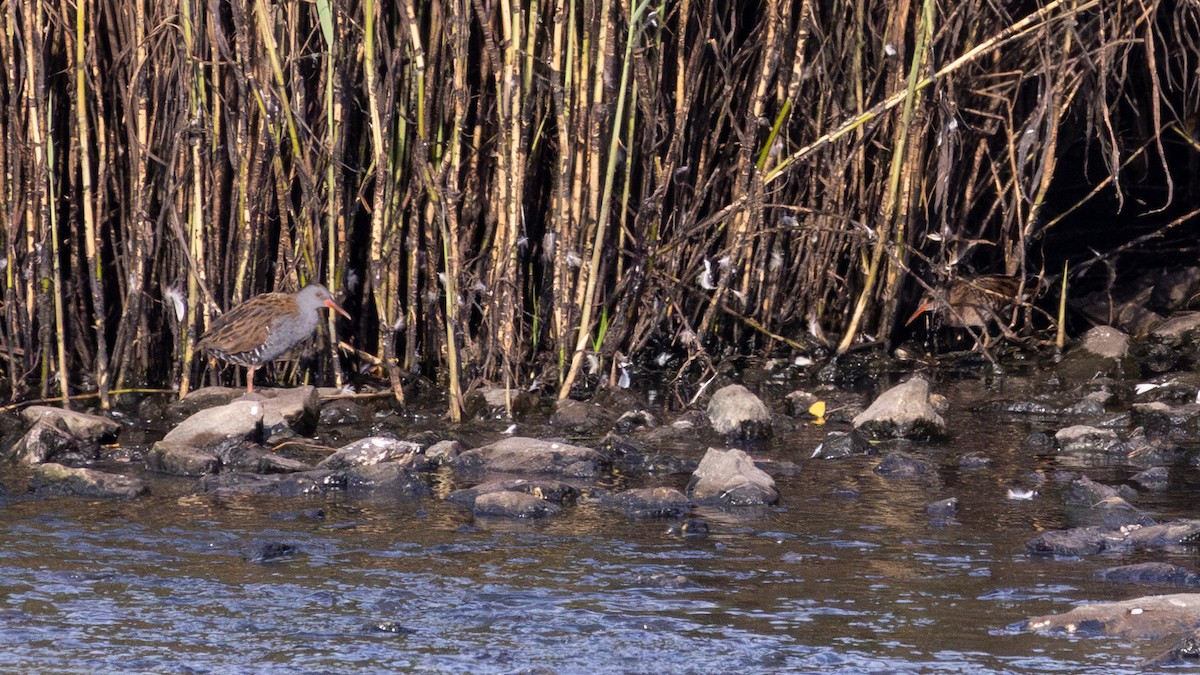 Water Rail - ML639725004