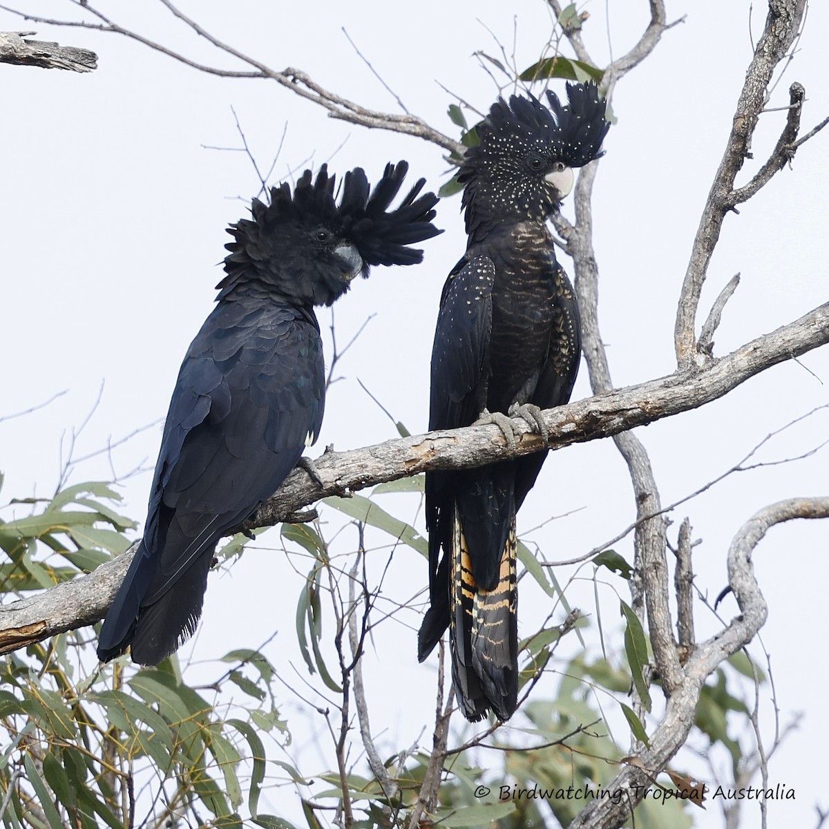 Red-tailed Black-Cockatoo - ML639725028