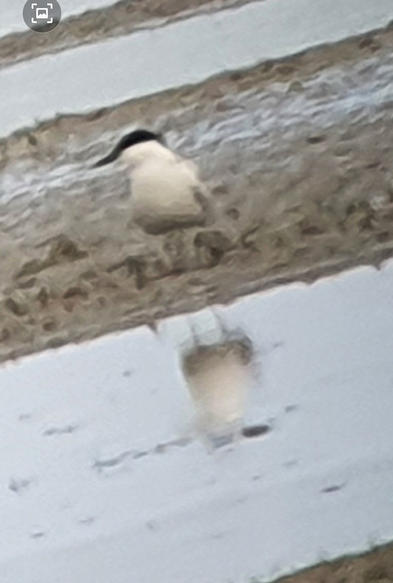 rybák černozobý - ML639725100