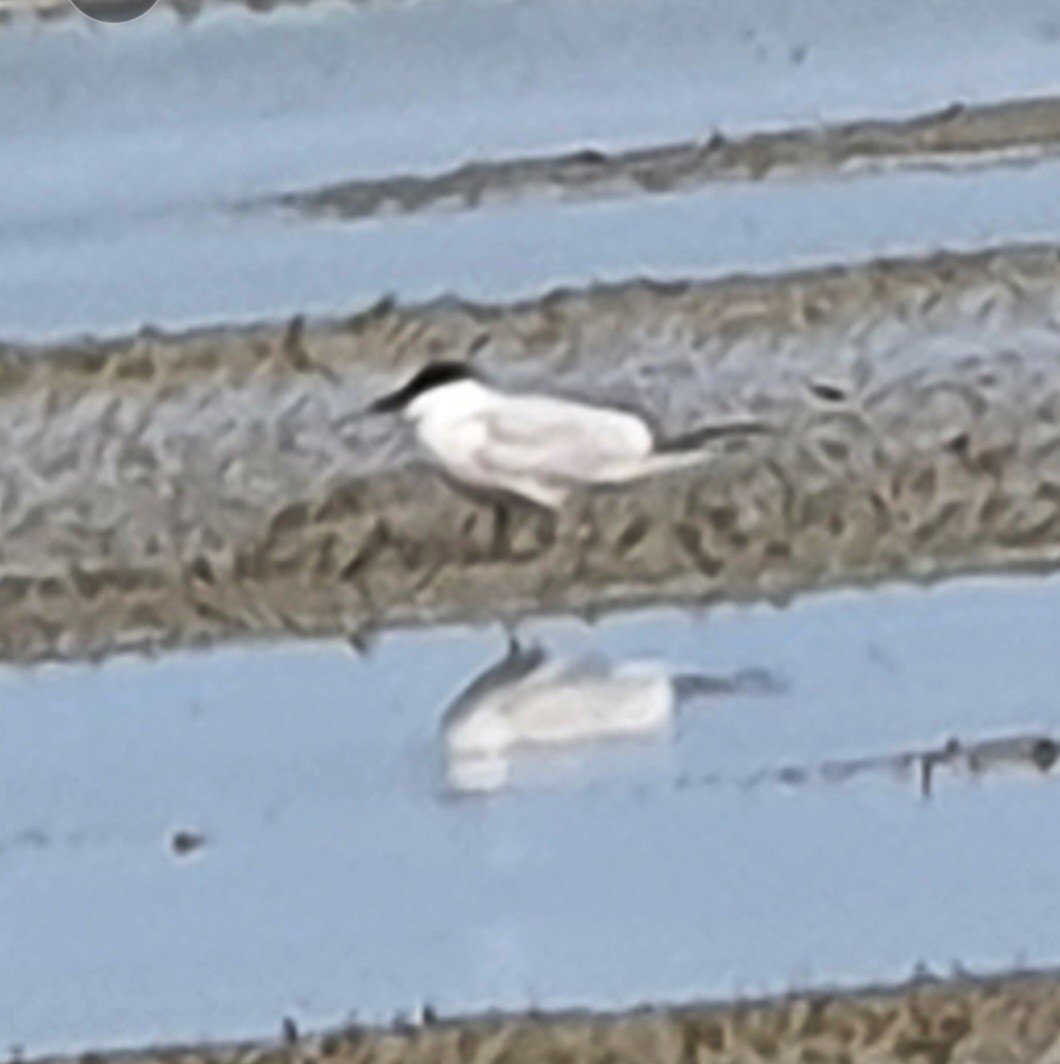 rybák černozobý - ML639725101