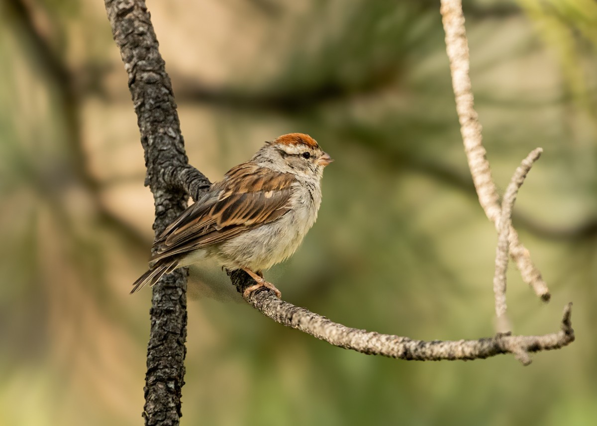 Chipping Sparrow - ML639725129