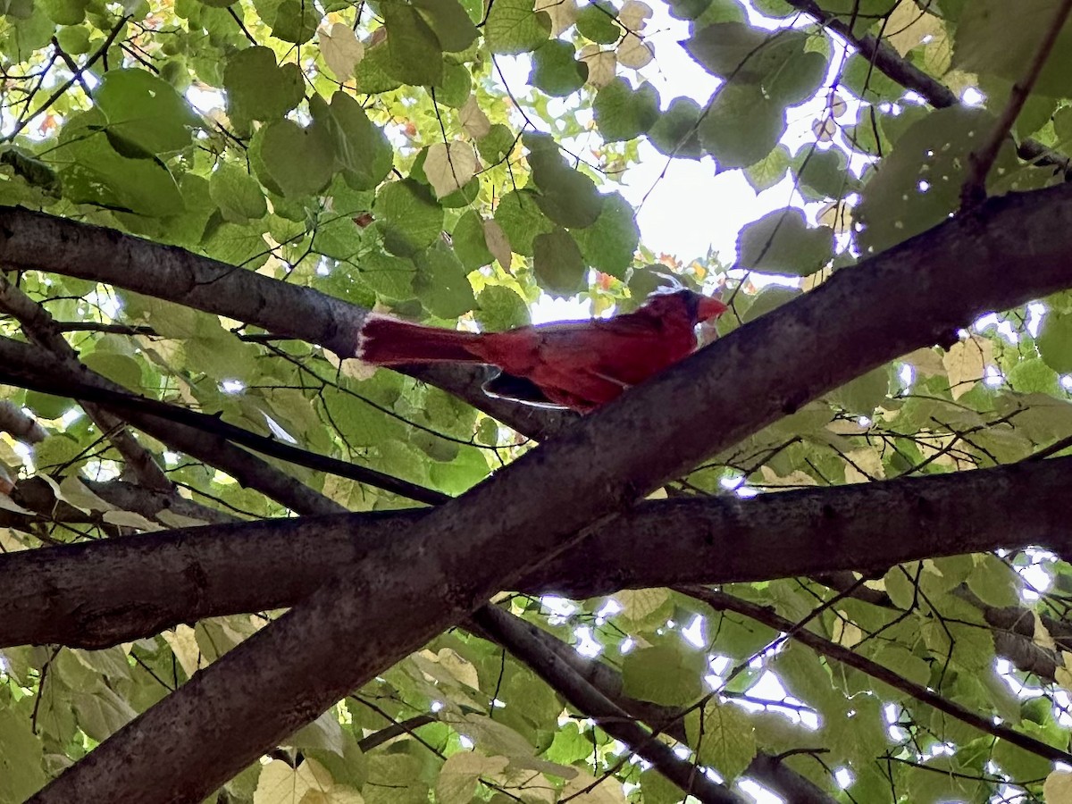 Northern Cardinal - ML639725160