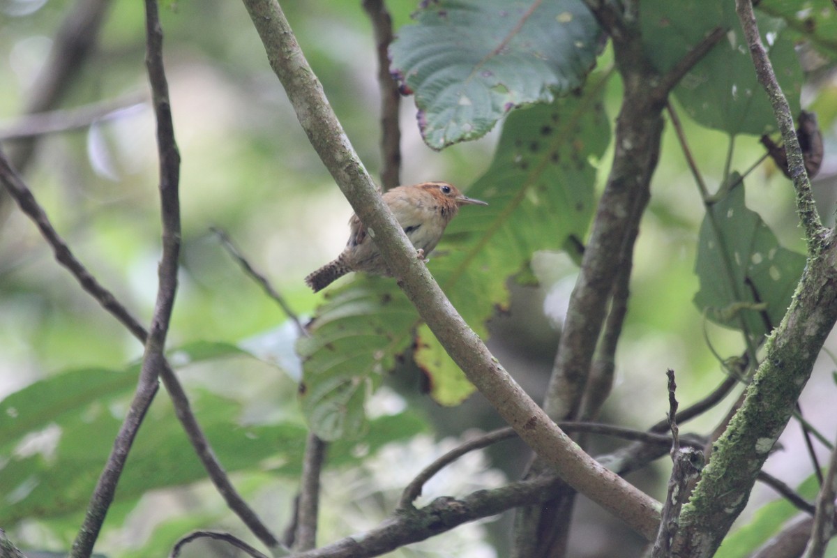 Ochraceous Wren - ML639725173