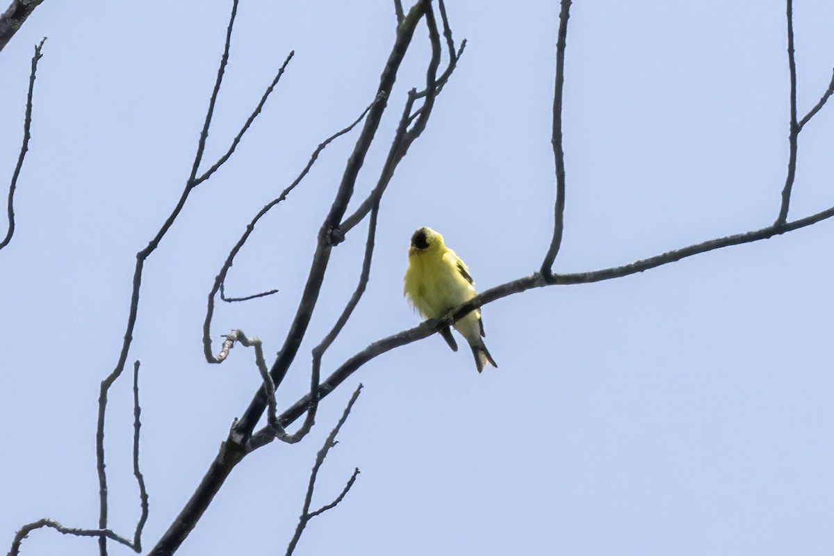 Chardonneret jaune - ML639725342
