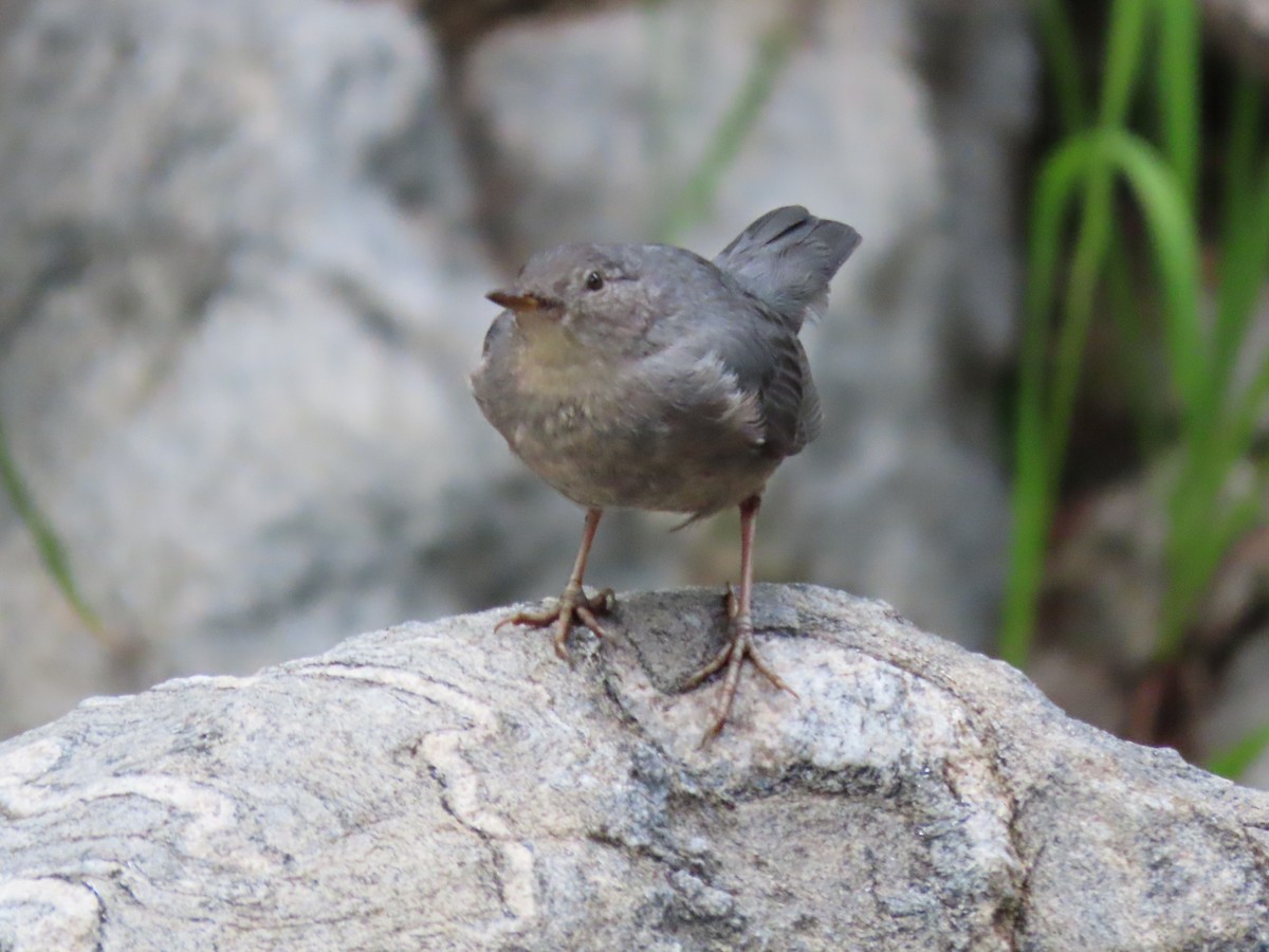 American Dipper - ML639725346