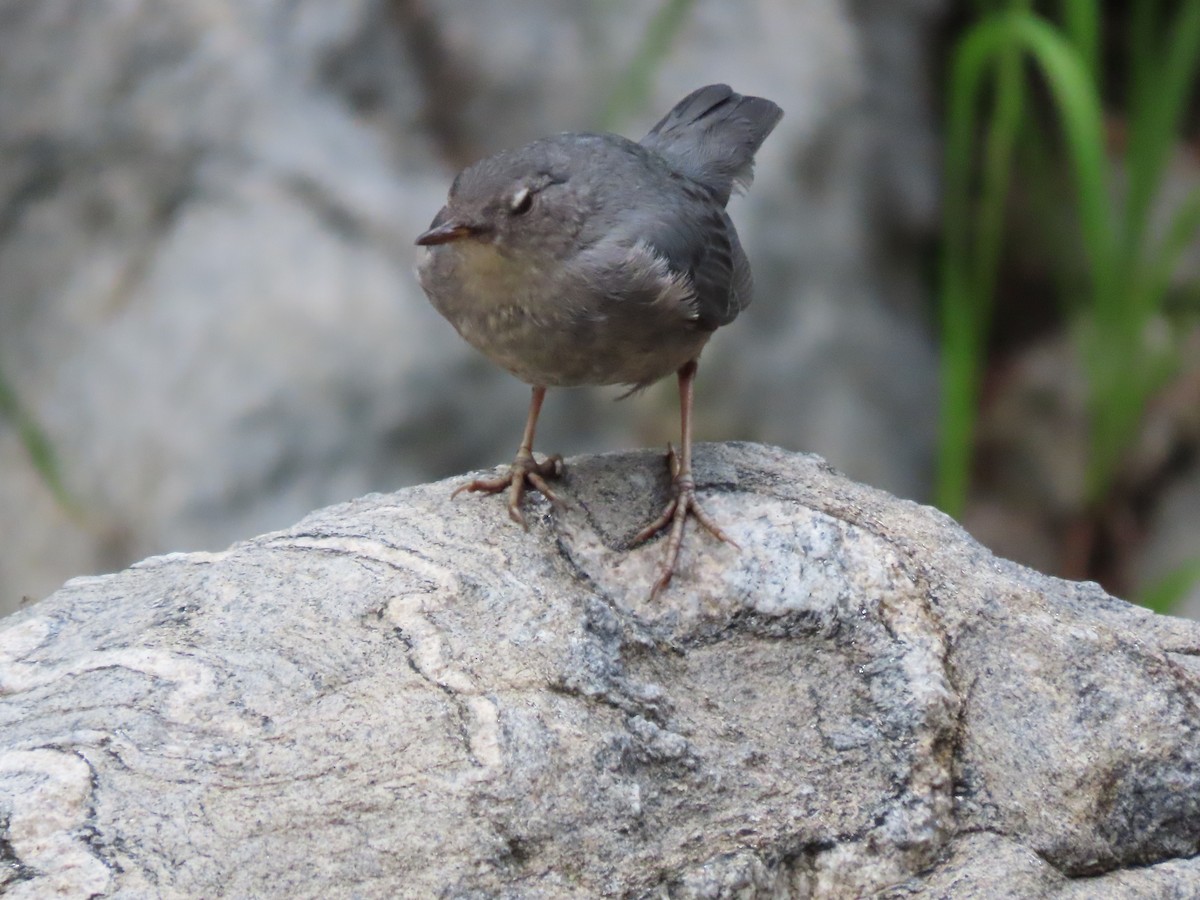 American Dipper - ML639725352