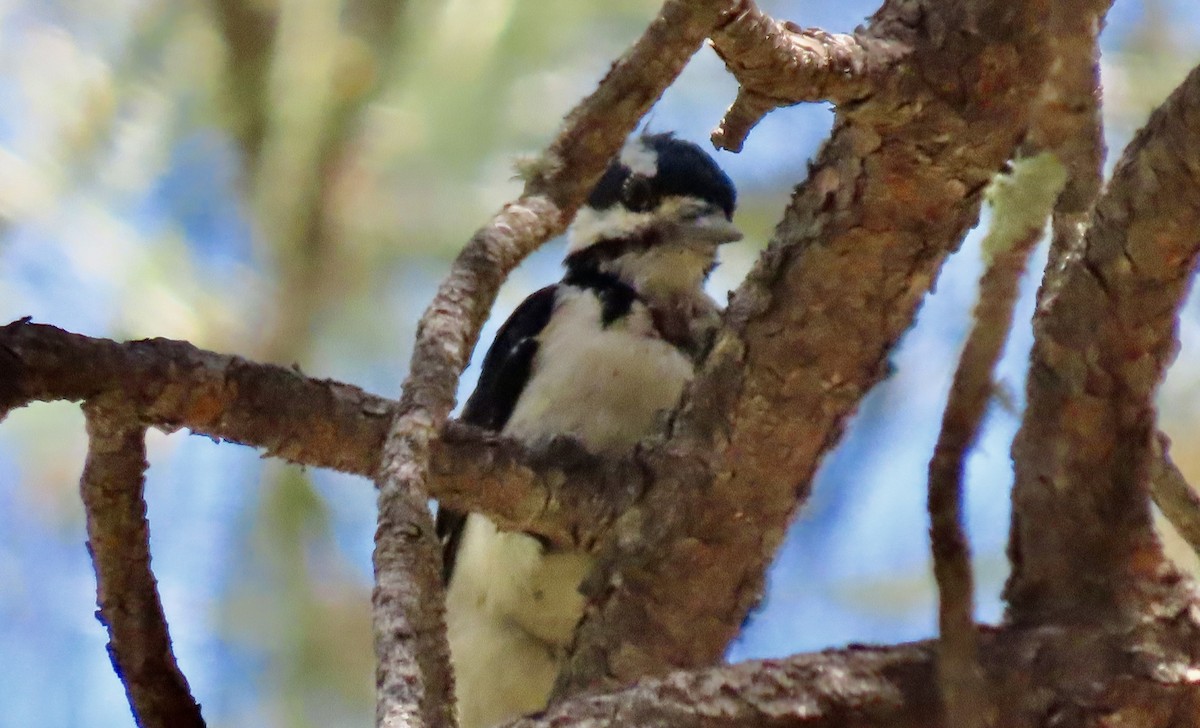 Hairy Woodpecker - ML639725355