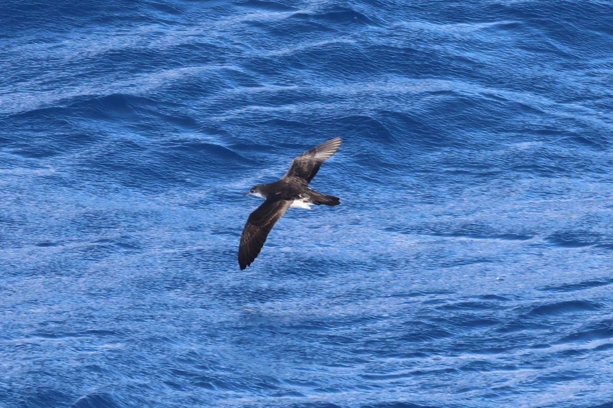 Tropical Shearwater - ML639725364