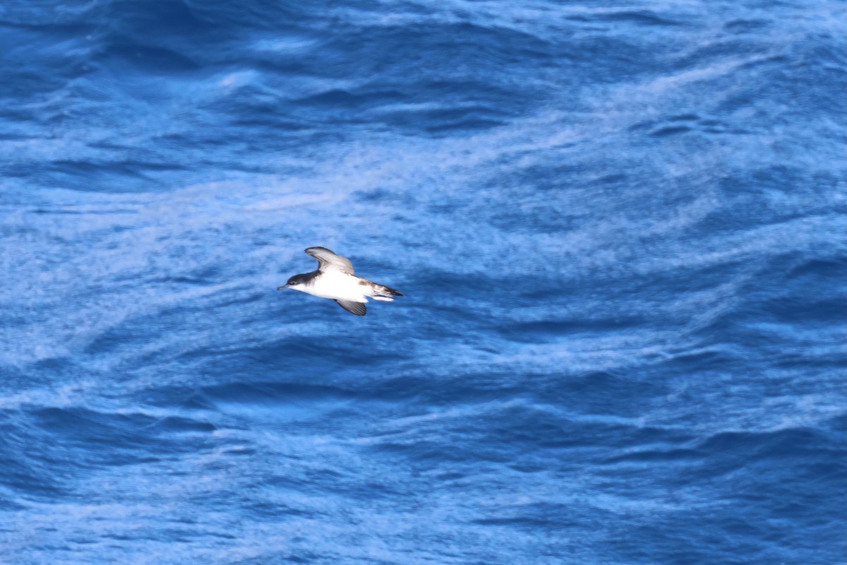 Tropical Shearwater - ML639725365